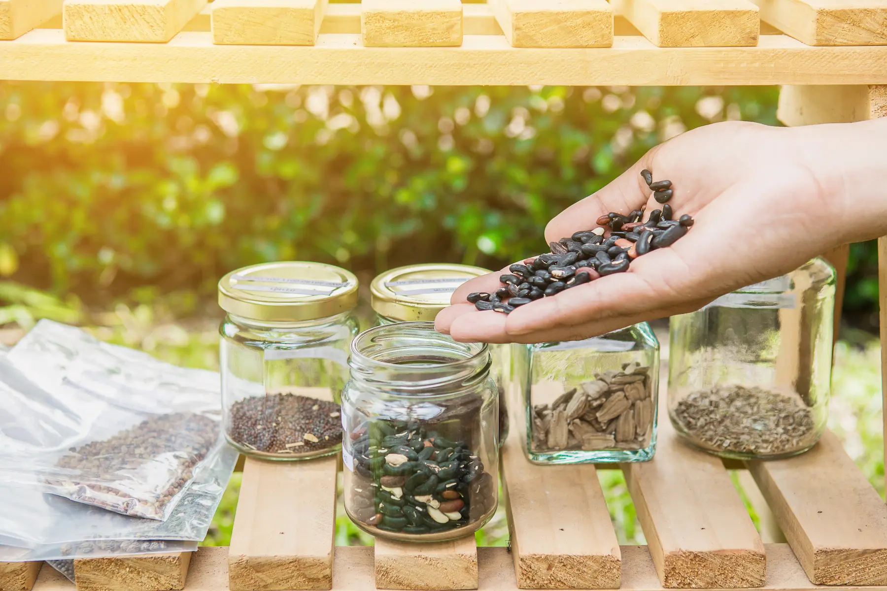 What Are Organic Seeds and Why You Should Use Them | Nature Masters PK