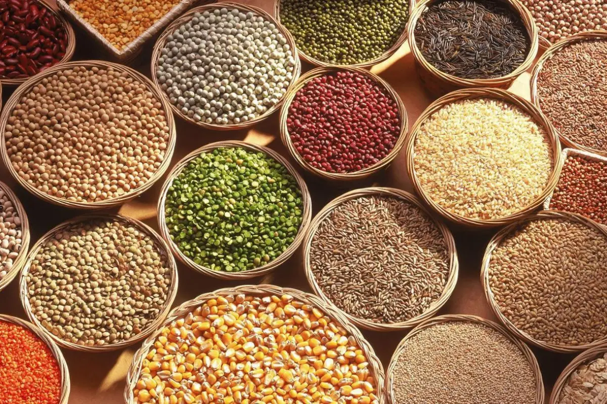 Top 10 Organic Seeds for Home Gardening in Pakistan | Nature Masters PK