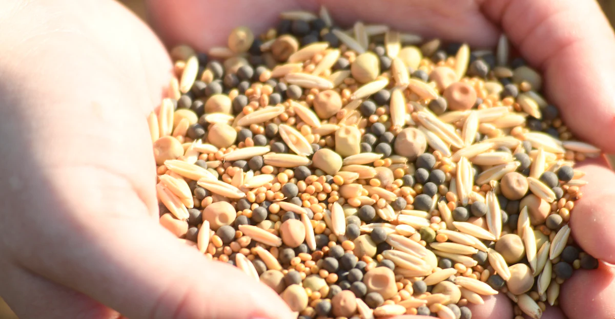 Seeds for Weight Loss